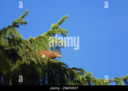 Squirrel, Sciurus vulgaris, lateral, standing, on fish branch, Bavarian Forest Stock Photo