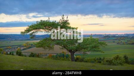 Scots pine, Pinus sylvestris at sunset, tree Stock Photo