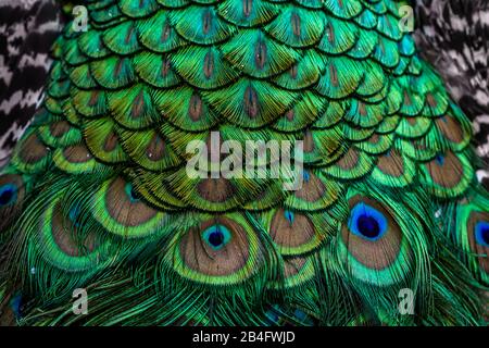 Beautiful feathers on the neck of a peacock Stock Photo