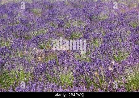 Beautiful rows of lavender bushes ready to harvest, lavender blossoms, close-up Stock Photo