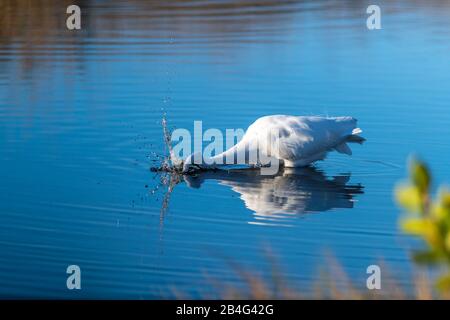 A great egret (Ardea alba) plunges its head into the water as it hunts for food in the Merritt Island National Wildlife Refuge in Florida, USA.