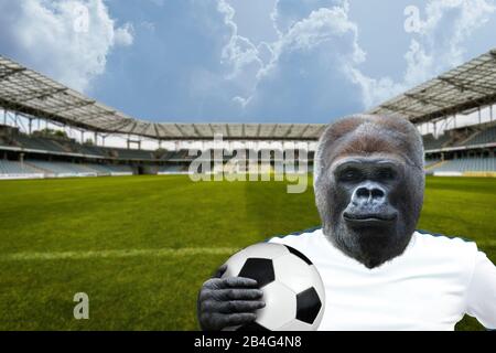 Gorilla holding a soccer ball Stock Photo