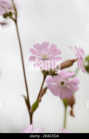 Pink Cranesbill Blossoms against white background, Geranium, Cranesbill Family, Geraniaceae Stock Photo