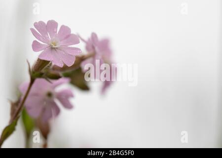 Pink Cranesbill Blossoms against white background, Geranium, Cranesbill Family, Geraniaceae Stock Photo