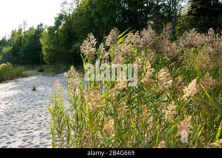 Estland, Peipsi Järv, Peipsi-See, Strand bei Kauksi, Schilf Stock Photo