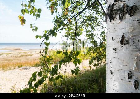 Estland, Peipsi Järv, Peipsi-See, Strand bei Kauksi, Birke Stock Photo