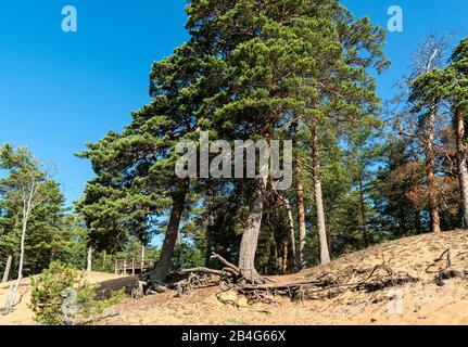 Estland, Peipsi Järv, Peipsi-See, Strand bei Kauksi, Düne, Kiefern Stock Photo