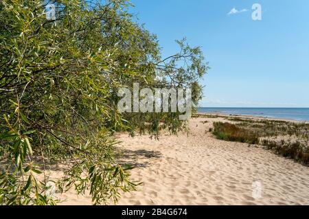 Estland, Peipsi Järv, Peipsi-See, Strand bei Kauksi, Weide Stock Photo