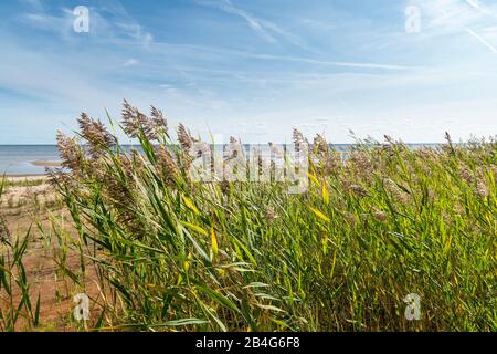 Estland, Peipsi Järv, Peipsi-See, Strand bei Kauksi, Schilf Stock Photo