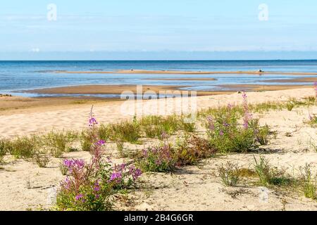 Estland, Peipsi Järv, Peipsi-See, Strand bei Kauksi, schmalblättriges Weidenröschen Stock Photo