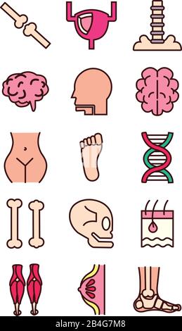 bundle of body parts and organs icons Stock Vector