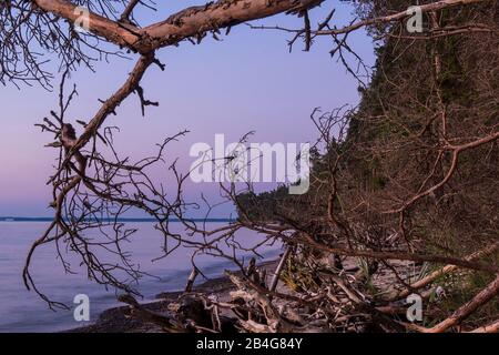 Estland, Ostseeinsel Hiiumaa, Tareste, Törvanina-Strand im Morgenlicht, Treibgut, Baum Stock Photo