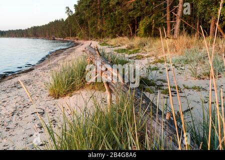 Estland, Ostseeinsel Hiiumaa, Tareste, Törvanina-Naturstrand im Morgenlicht Stock Photo