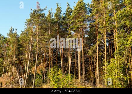 Estland, Ostseeinsel Hiiumaa, Tareste, Törvanina-Naturstrand im Morgenlicht, Kiefernwald Stock Photo