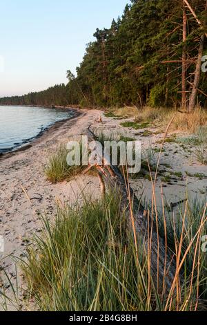Estland, Ostseeinsel Hiiumaa, Tareste, Törvanina-Naturstrand im Morgenlicht Stock Photo