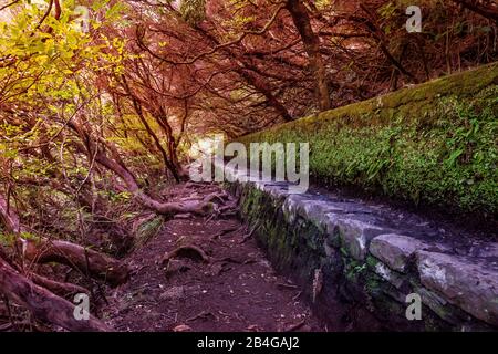 Europe, Portugal, Madeira, Paúl da Serra plateau, Rabacal, Levada das 25 Fontes, Levada of the 25 Springs, PR6, Levadaweg in enchanted color mood Stock Photo