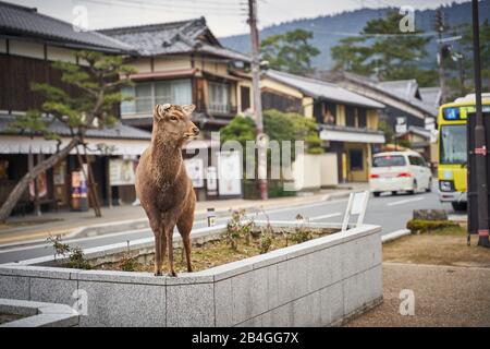 Deer in the city. Stock Photo