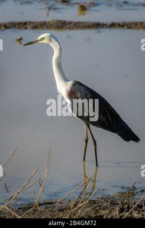 Single White-necked heron wading carefully through water in a freshwater billabong, North Queensland wetland looking for prey. Stock Photo