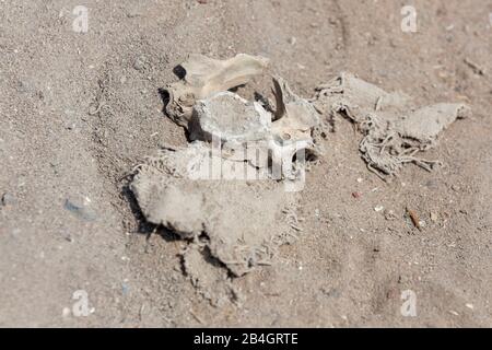 Fragments of cloth and bone remains from past civilizations laying on the desert sand in the archeological site of Pachacamac, Peru. Stock Photo