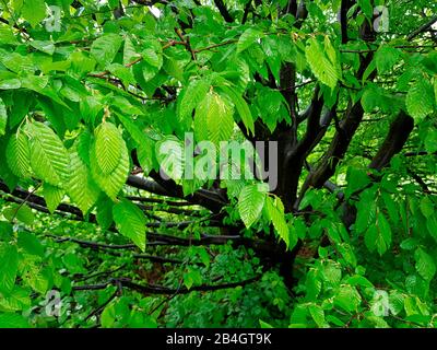 Hornbeam leaves in the rain Stock Photo