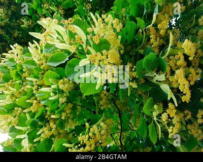 Linden in inflorescence Stock Photo