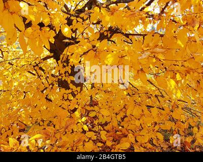 Hornbeam in autumn colors Stock Photo