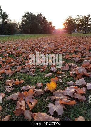 Maple foliage in the evening light on the meadow Stock Photo