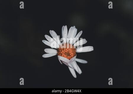 Close-up of marguerite, water drops Stock Photo