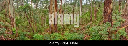 Blue Eucalyptus, Eucalyptus globulus, Rainforest, Great Otway National Park, Victoria, Australia, Oceania Stock Photo