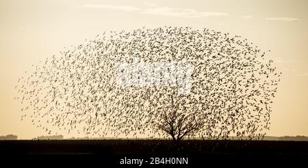 Flock of birds in synchronous flight and a tree simulating a human brain. Stock Photo