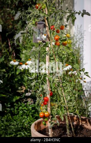 Tomato shrub with different ripe tomatoes in the plant pot Stock Photo