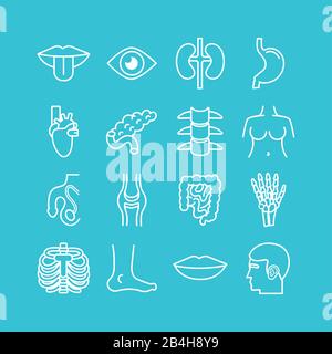 Bundle of body parts and organs icons. Human body vector illustration ...