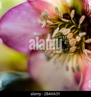 A close-up of a flower stamen and petail detail Stock Photo