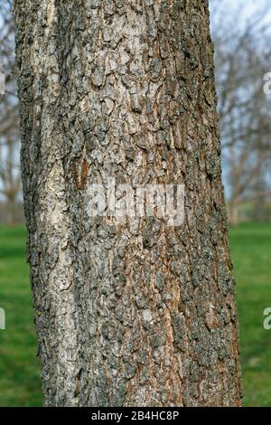 Germany, Baden-Württemberg, bark, bark of the tree hazel, 'Turkish hazel' Corylus colurna. Stock Photo