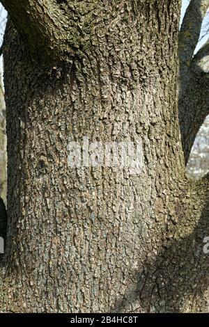 Germany, Baden-Wuerttemberg, bark, Hungarian oak, Quercus frainetto. Stock Photo
