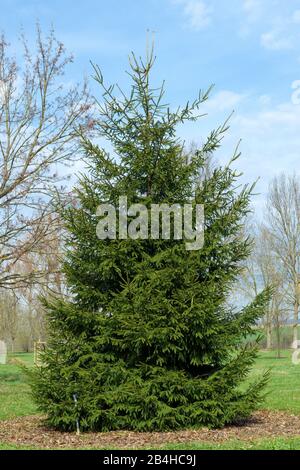 Germany, Baden-Württemberg, Caucasus spruce, Sapindus spruce, Oriental spruce, Oriental spruce, Picea orientalis. Stock Photo