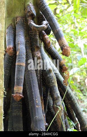 Close up of the stilt roots of a Walking Palm tree, Socratea exorrhiza in the jungle of the Amazon Rainforest in Tambopata, Madre de Dios, Peru Stock Photo