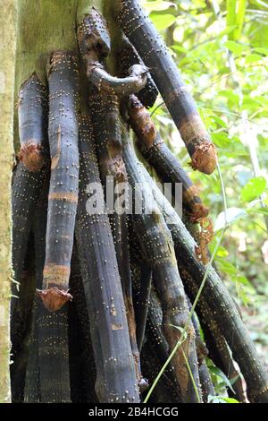 Stilt Roots Inrainforest Stilt roots in the Amazon Rainforest. Lago Preto Conservation ...