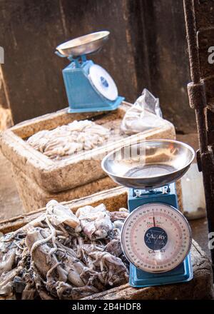 Destination Tanzania, Zanzibar Island: Impressions from Stone Town. At the fish market the fish is weighed. Two scales. Stock Photo
