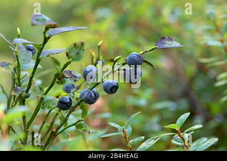 dwarf bilberry, blueberry, huckleberry, low billberry (Vaccinium myrtillus), ripe bilberries on the bush, Germany, Bavaria, Oberbayern, Upper Bavaria Stock Photo