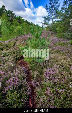 Common Heather, Ling, Heather (Calluna vulgaris), blooming heath, Germany, Bavaria, Oberbayern, Upper Bavaria, Haspelmoor Stock Photo