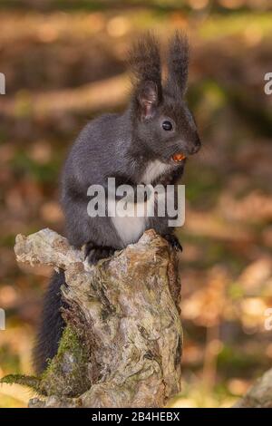 European red squirrel, Eurasian red squirrel (Sciurus vulgaris), on a tree stamp, Germany, Baden-Wuerttemberg Stock Photo