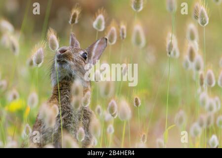 European rabbit (Oryctolagus cuniculus), sitting on hare's-tail grass, half-legth portrait, France, Brittany Stock Photo