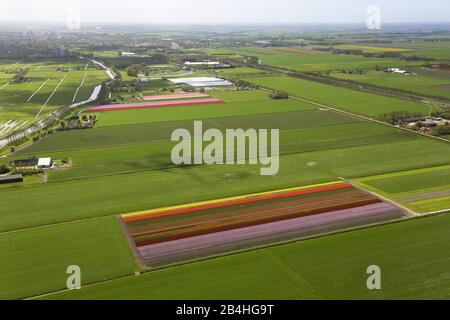 , field landscape in spring with blooming tulip fields in North Holland, aerial view, 09.05.2013, Netherlands, Northern Netherlands, Hobrede Stock Photo