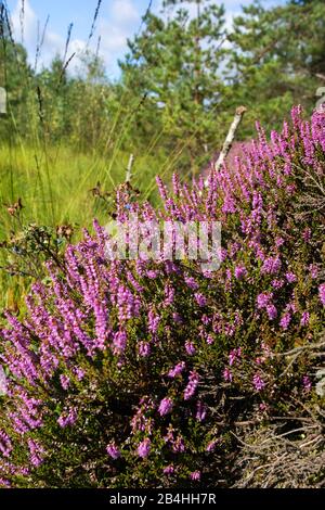 Common Heather, Ling, Heather (Calluna vulgaris), blooming heath, Germany, Bavaria, Oberbayern, Upper Bavaria, Haspelmoor Stock Photo