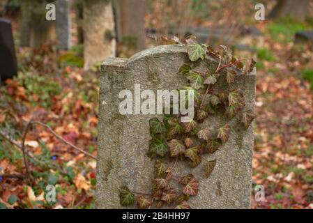 Weissensee Jewish Cemetery European ivy creeping on a grave in Berlin Stock Photo