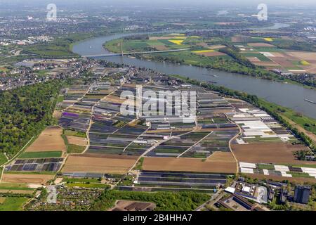 vegetable growing in Vollmerswerth in South of Duesseldorf, 13.05.2013, aerial view, Germany, North Rhine-Westphalia, Lower Rhine, Dusseldorf Stock Photo