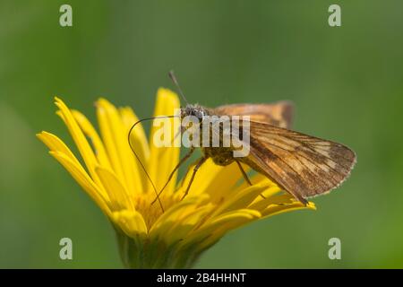 Lulworth skipper (Thymelicus acteon), sucking nectar at a yellow blossom, side view, Germany, Bavaria, Oberbayern, Upper Bavaria Stock Photo
