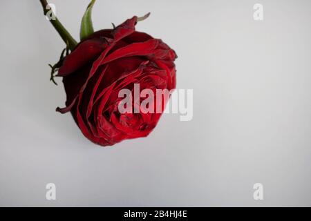 Single red rose isolated on white background with a copy space Stock Photo