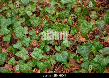 Weissensee Jewish Cemetery European ivy growing on the ground background in Berlin Stock Photo
